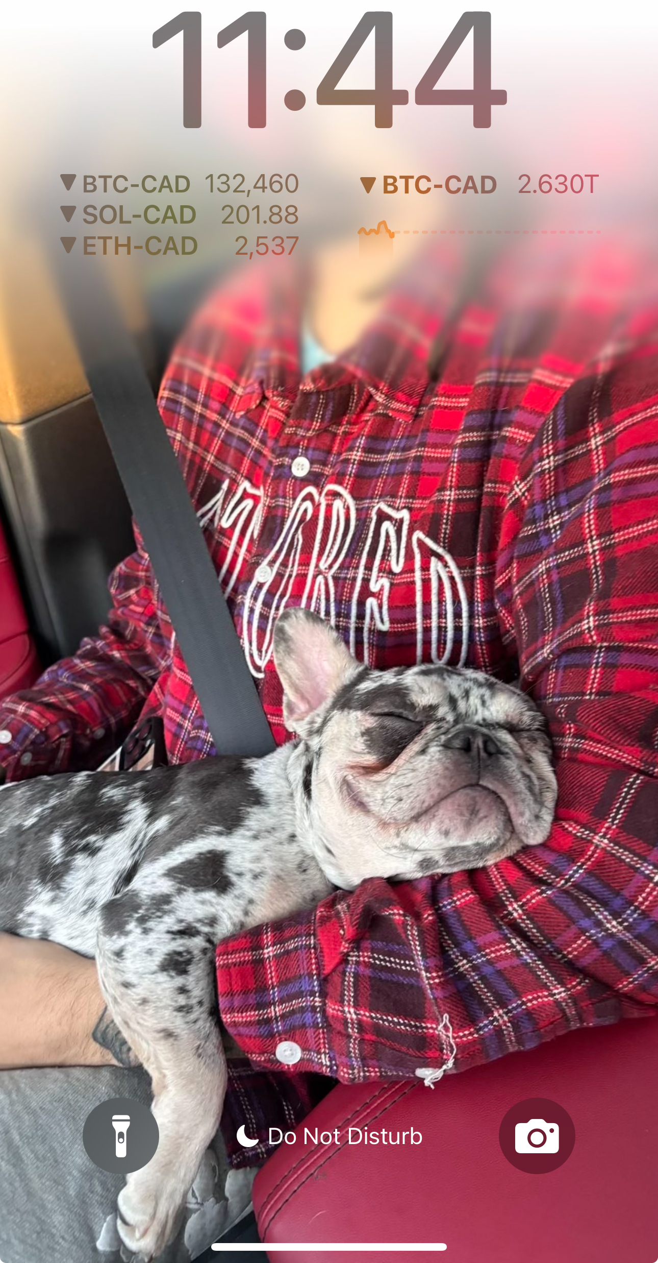 French Bulldog puppy