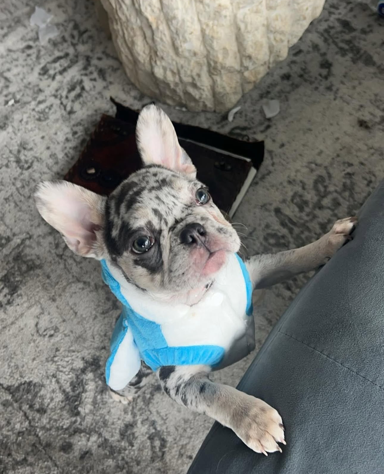 French Bulldog puppy