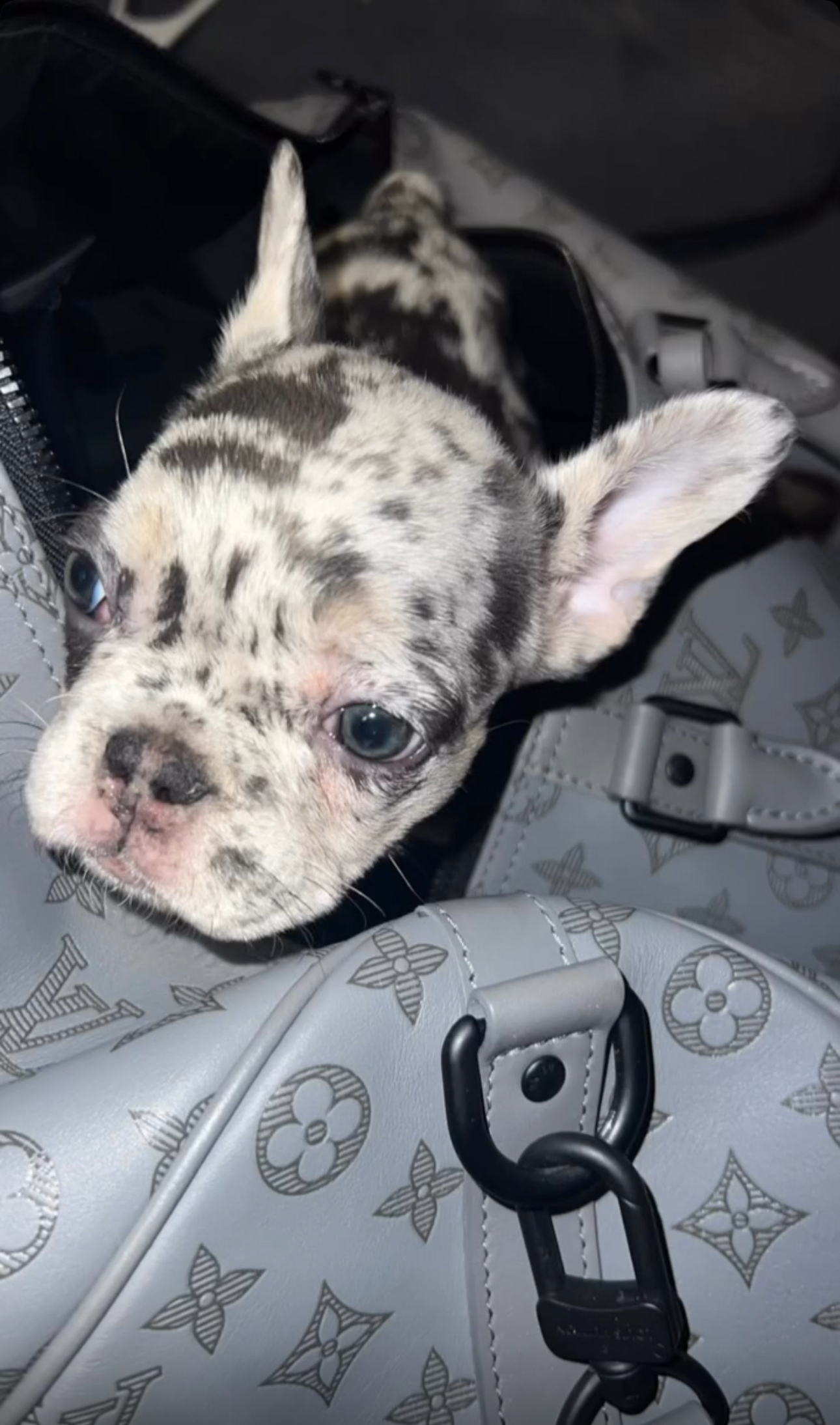 French Bulldog puppy