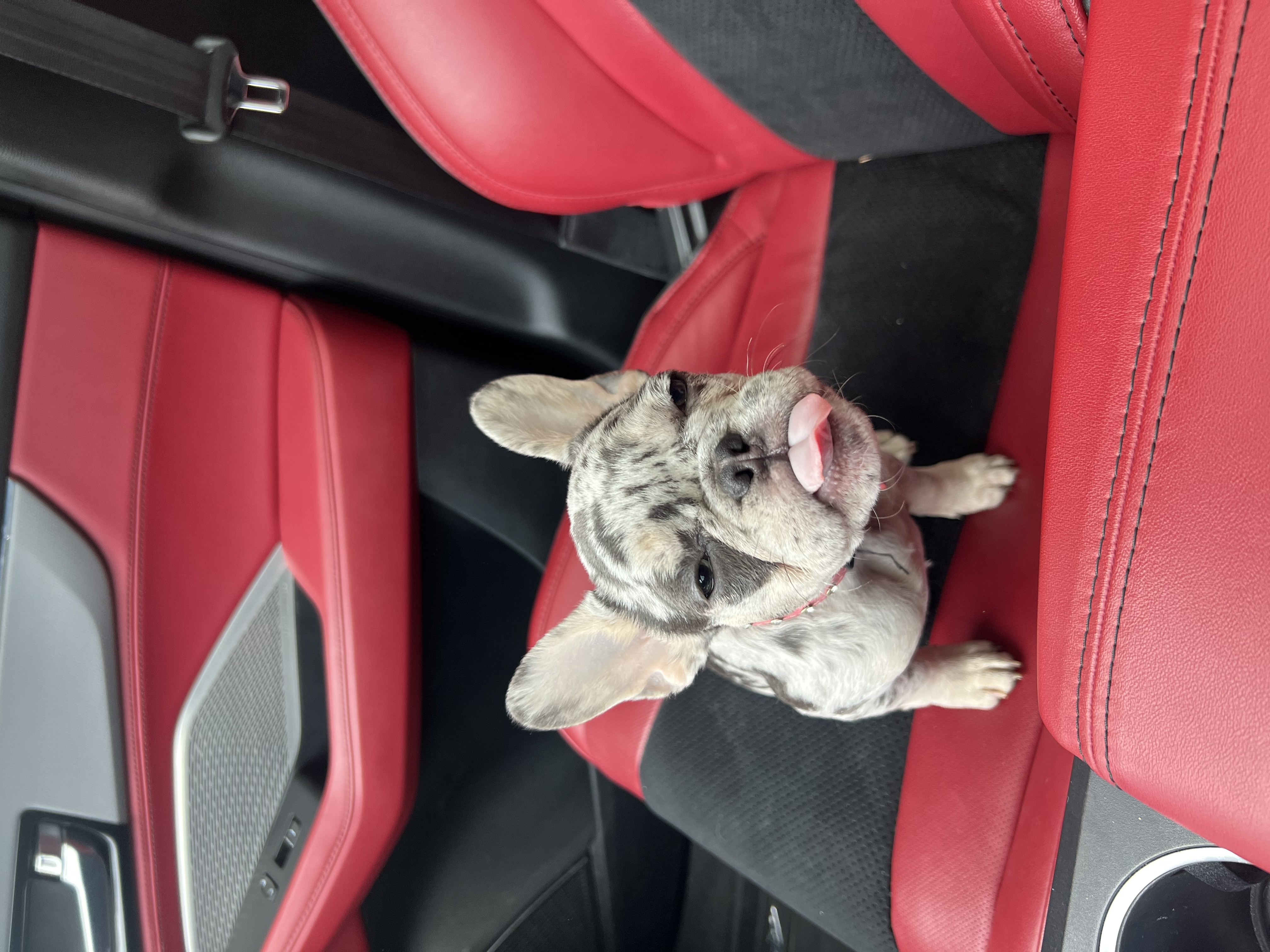 French Bulldog puppy